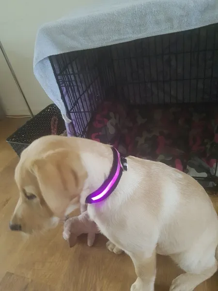 Nylon LED Pet Dog Collar Night Safety Flashing Glow In The Dark Dog Leash Dogs Luminous Fluorescent Collars